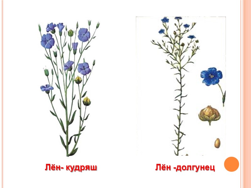 Лён- кудряш Лён -долгунец